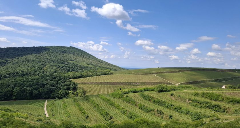 Májusi túra a szőlőhegyen